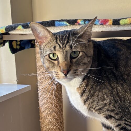 Oliver (Ollie) 3