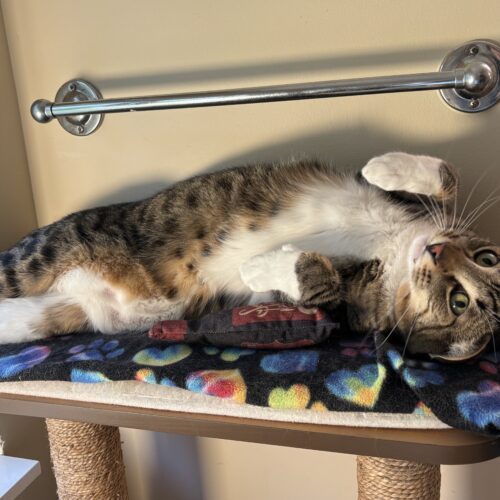 Oliver (Ollie) 4