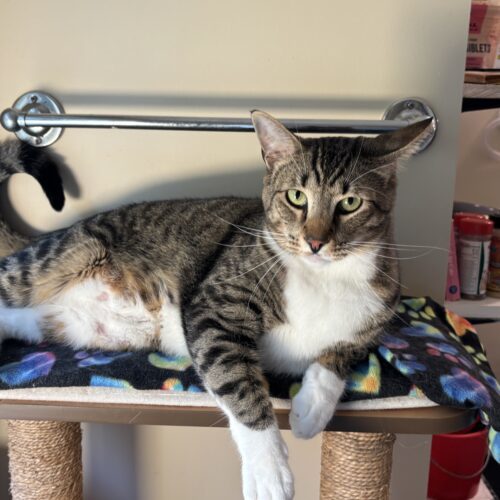 Oliver (Ollie) 6