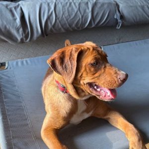 Moose Tracks, Young Female Labrador Retriever