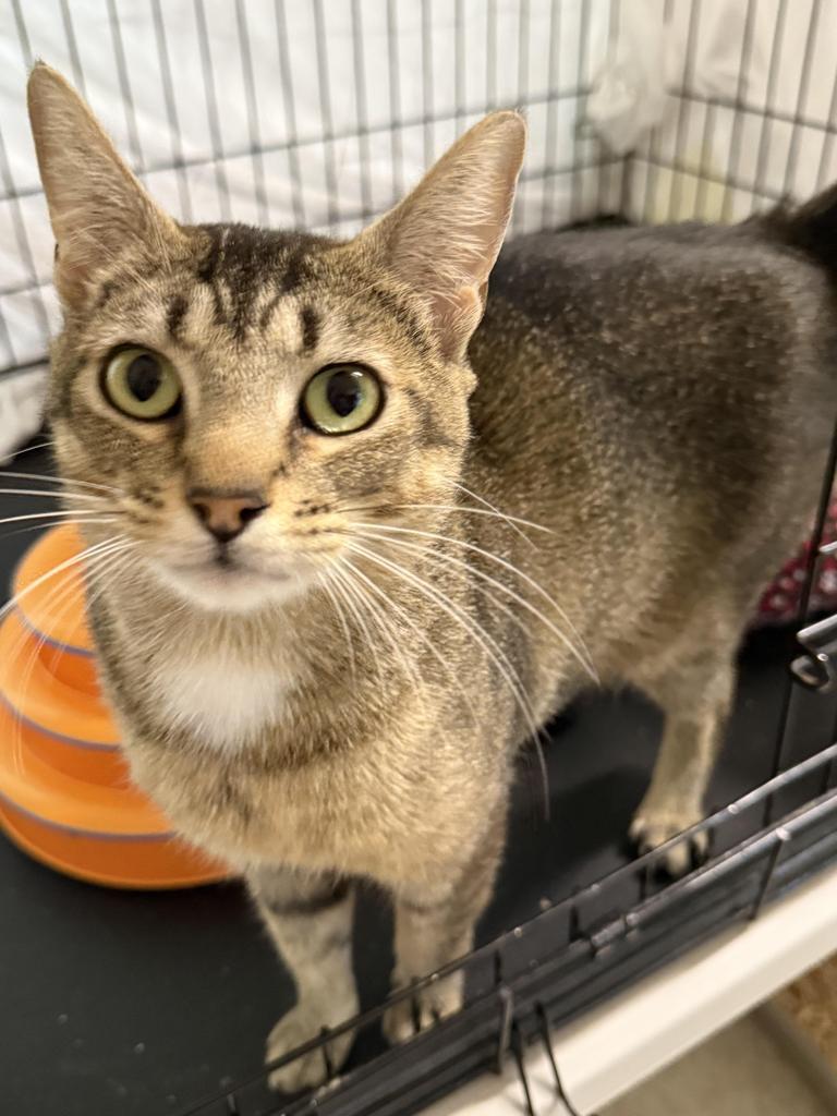 Mary, an adoptable Domestic Short Hair in Ontario, OR, 97914 | Photo Image 1