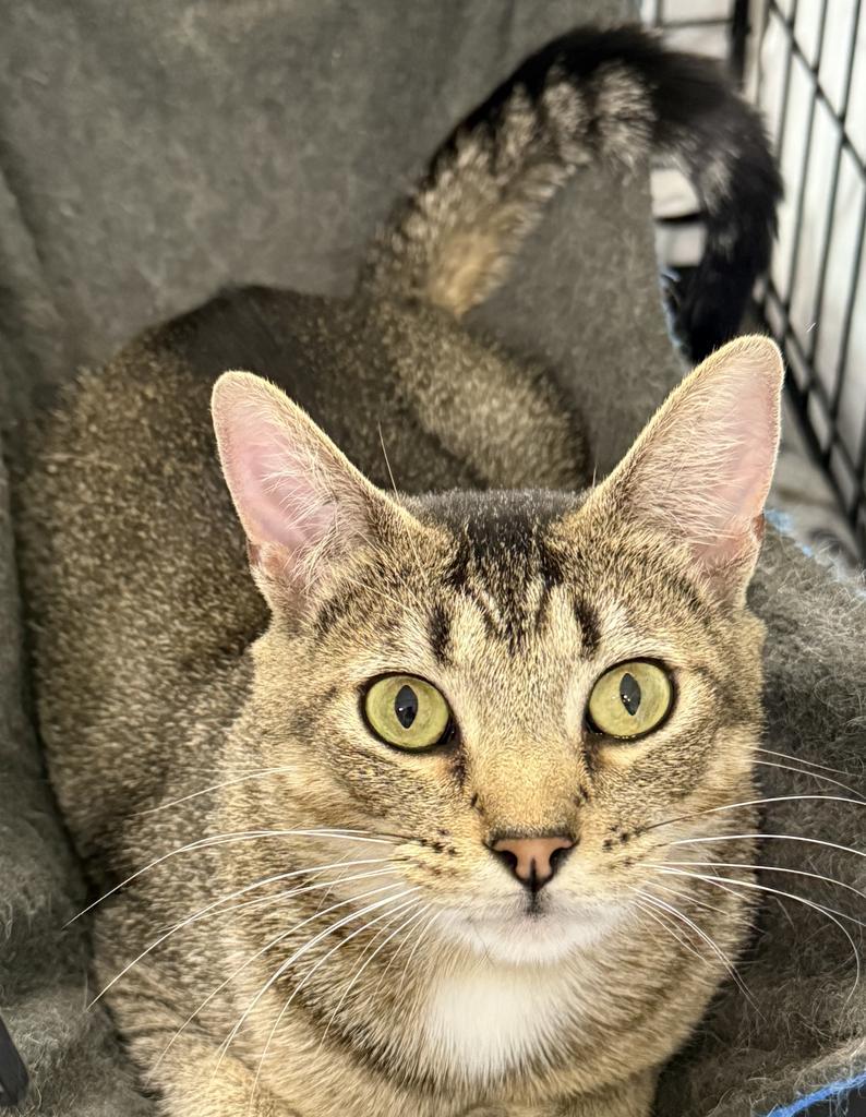 Mary, an adoptable Domestic Short Hair in Ontario, OR, 97914 | Photo Image 1