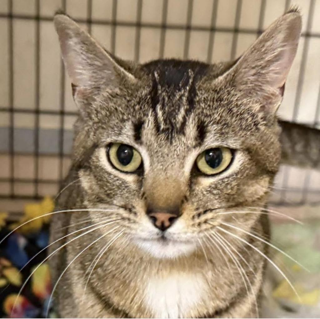 Mary, an adoptable Domestic Short Hair in Ontario, OR, 97914 | Photo Image 2