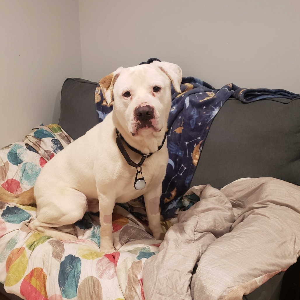 Axel, an adoptable Mixed Breed in Glenfield, NY, 13343 | Photo Image 1