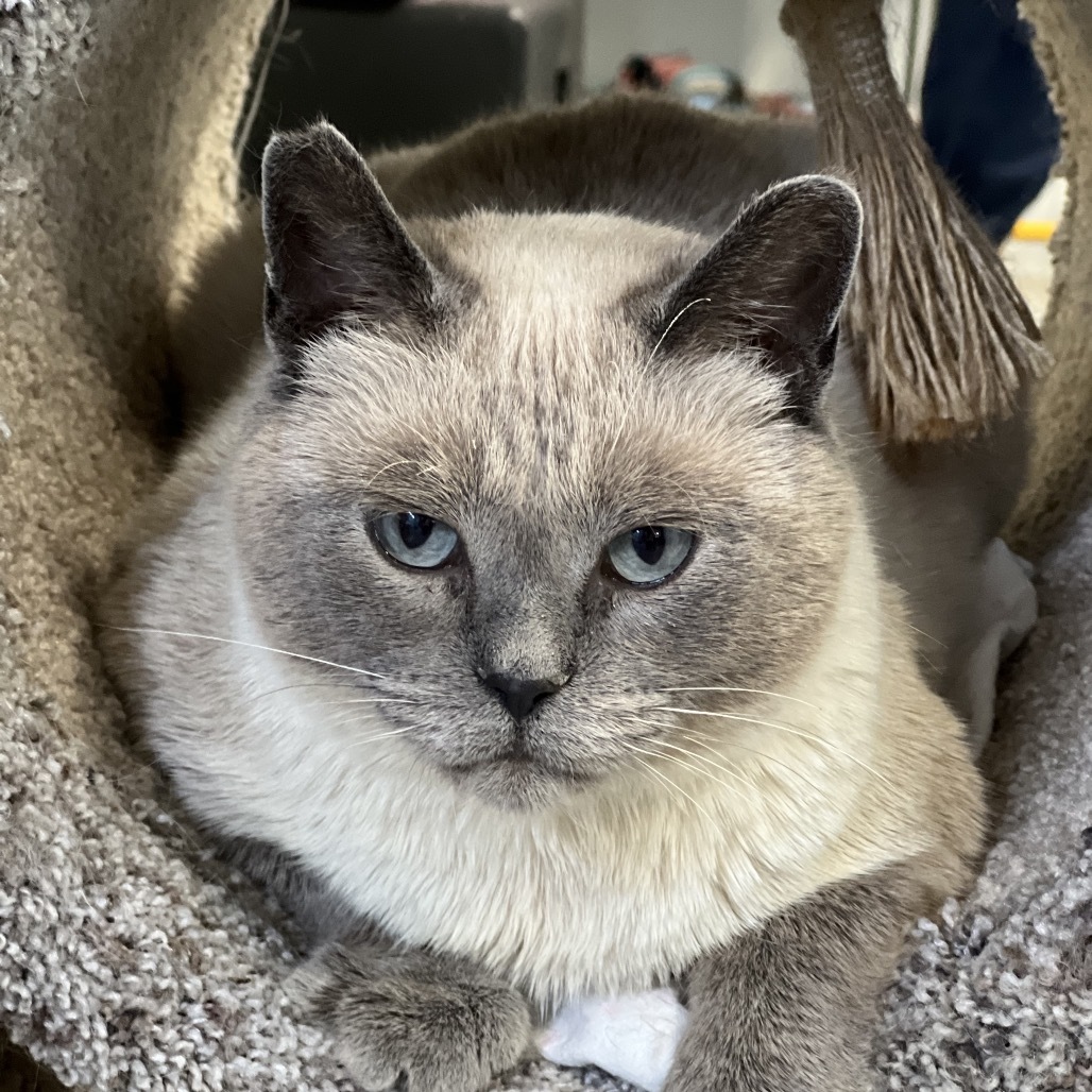 Button, an adoptable Siamese in Sheridan, WY, 82801 | Photo Image 1