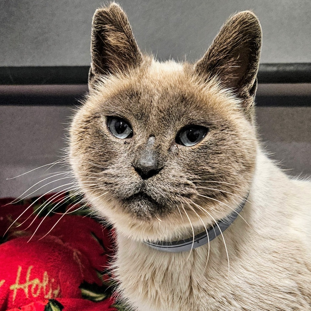 Button, an adoptable Siamese in Sheridan, WY, 82801 | Photo Image 2