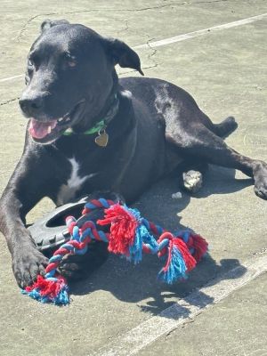 Shadow, Adult Male Labrador Retriever