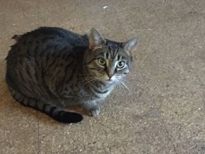Delta Dawn, Young Female Domestic Short Hair