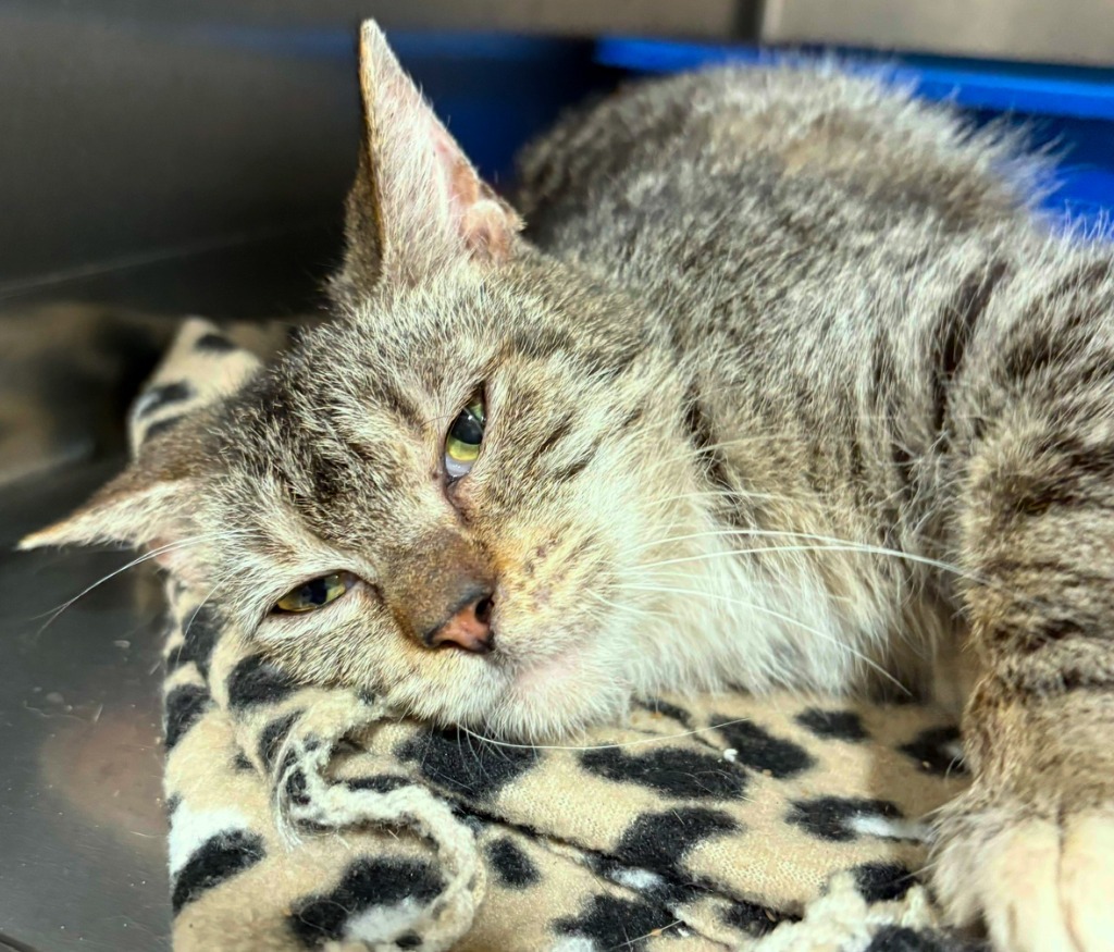 Pudge, an adoptable Domestic Short Hair in Corpus Christi, TX, 78415 | Photo Image 1