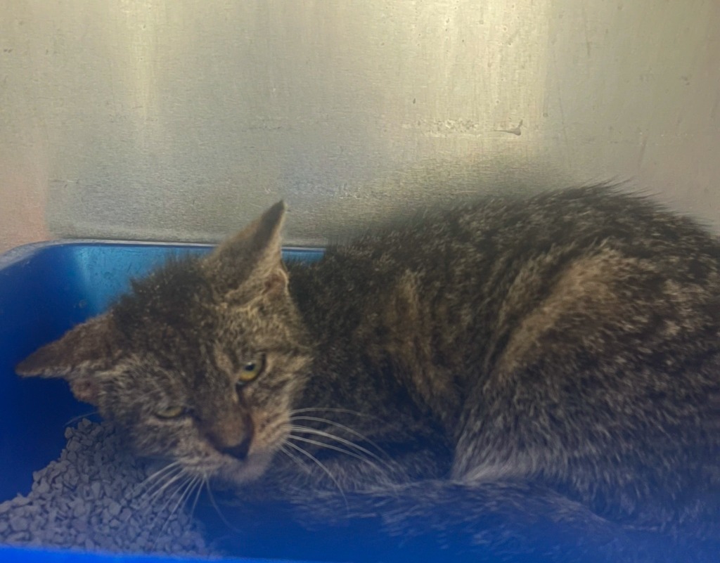 Pudge, an adoptable Domestic Short Hair in Corpus Christi, TX, 78415 | Photo Image 2