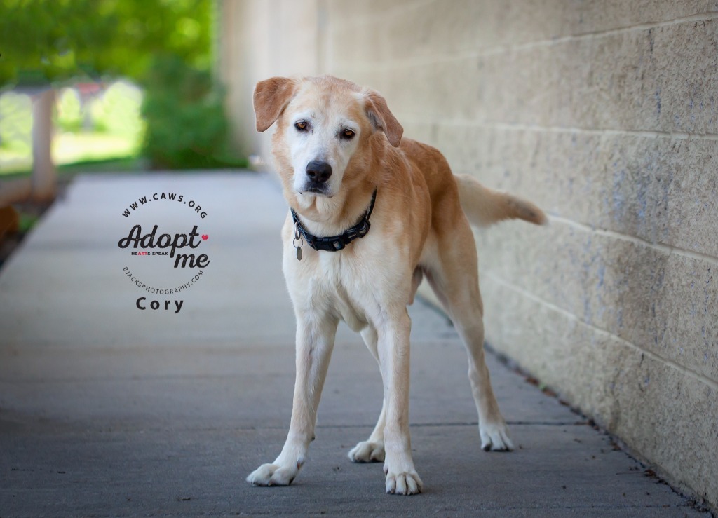 Cory, an adoptable Yellow Labrador Retriever in Salt Lake City, UT, 84117 | Photo Image 1