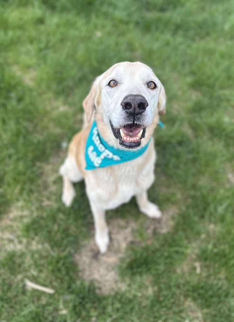 Cory, an adoptable Yellow Labrador Retriever in Salt Lake City, UT, 84117 | Photo Image 2