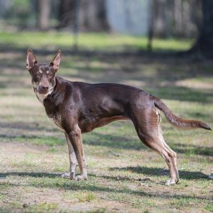 Toni, Adult Female Doberman Pinscher