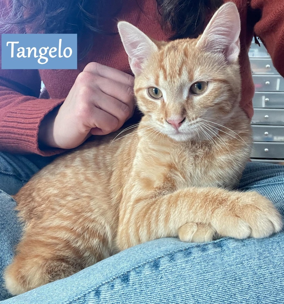 Tangelo