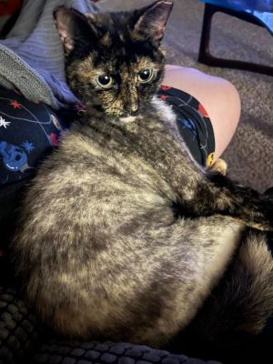 Bebe, Adult Female Domestic Short Hair