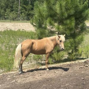 Lana, Senior Female unknown