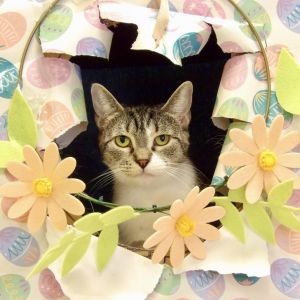 Eugenia, Adult Female Domestic Short Hair