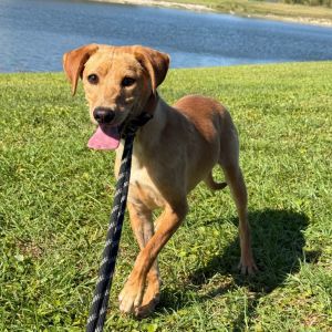Mars, Adult Male Mixed Breed
