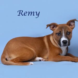 Remy D25-028, Young Male Hound