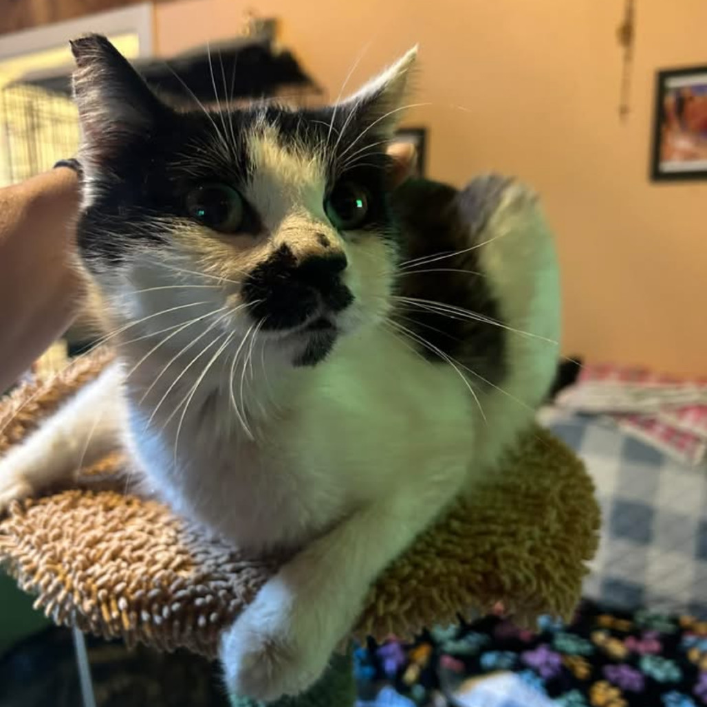 Tink, an adoptable Domestic Short Hair in Veneta, OR, 97487 | Photo Image 1