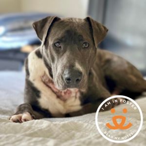 Baldwin is a 1 year-old gentle boy who loves a comfy bed and some good food He is currently in