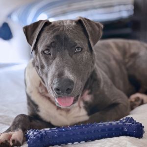 Baldwin Pit Bull Terrier Dog