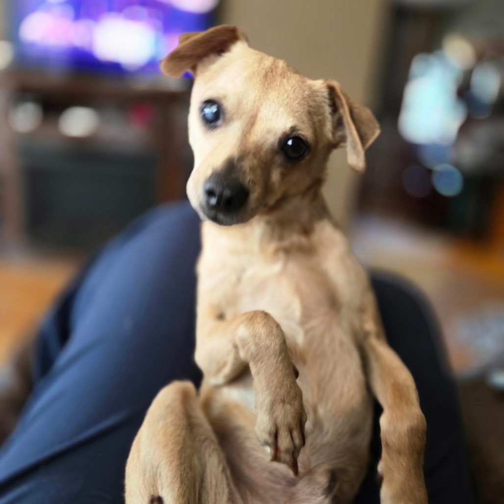 Mickey, an adoptable Chihuahua in Rochester, MN, 55903 | Photo Image 1