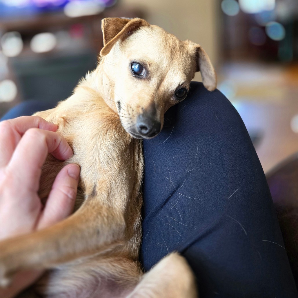 Mickey, an adoptable Chihuahua in Rochester, MN, 55903 | Photo Image 2