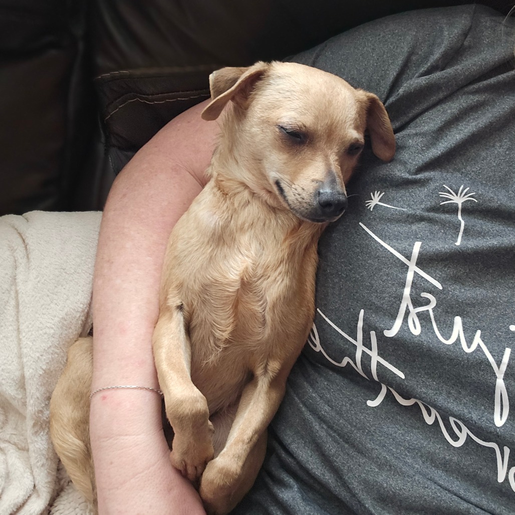 Mickey, an adoptable Chihuahua in Rochester, MN, 55903 | Photo Image 3