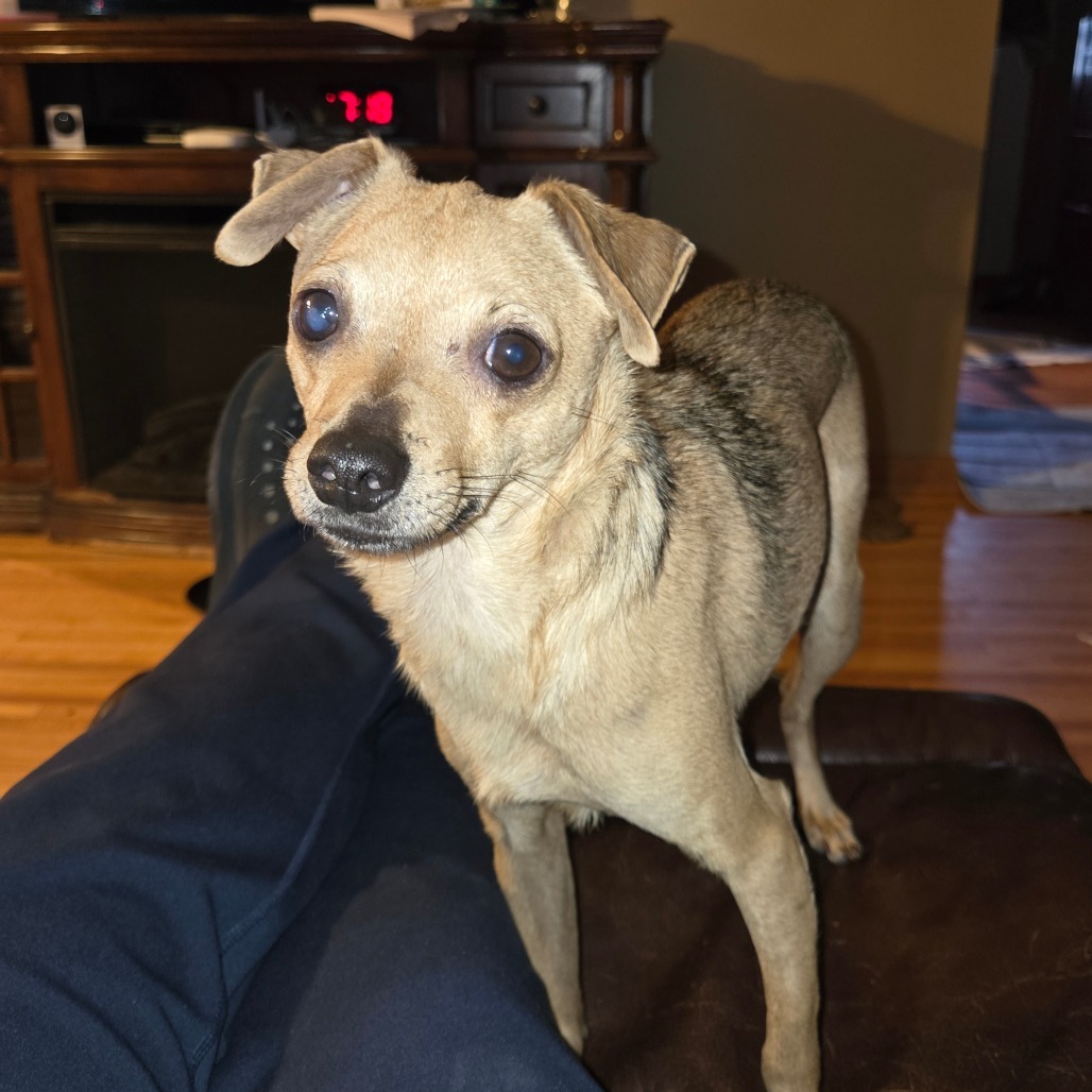 Mickey, an adoptable Chihuahua in Rochester, MN, 55903 | Photo Image 4