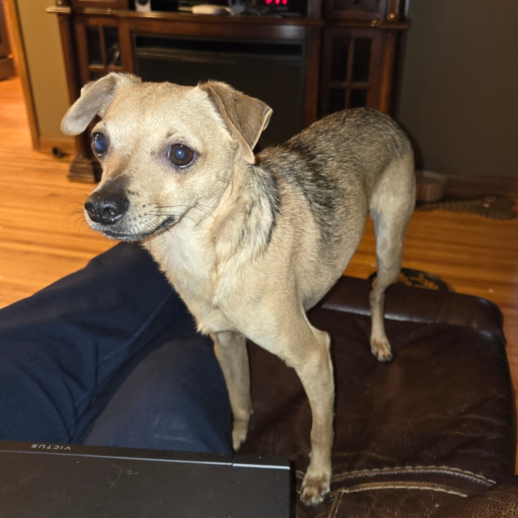 Mickey, an adoptable Chihuahua in Rochester, MN, 55903 | Photo Image 5
