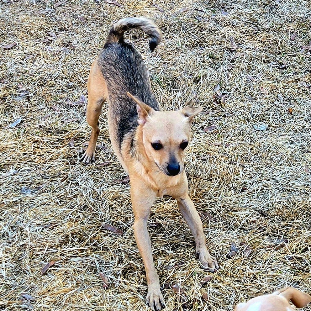 Mickey, an adoptable Chihuahua in Rochester, MN, 55903 | Photo Image 6