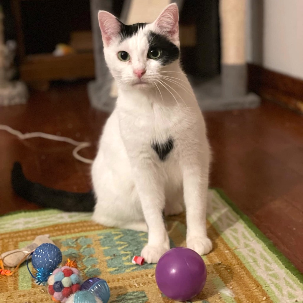 Pet