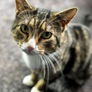 Swirl, Adult Male Domestic Short Hair