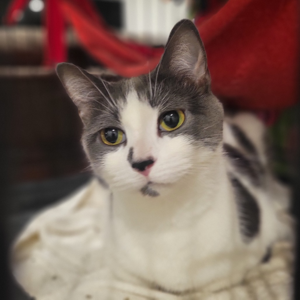 Jessie Girl
