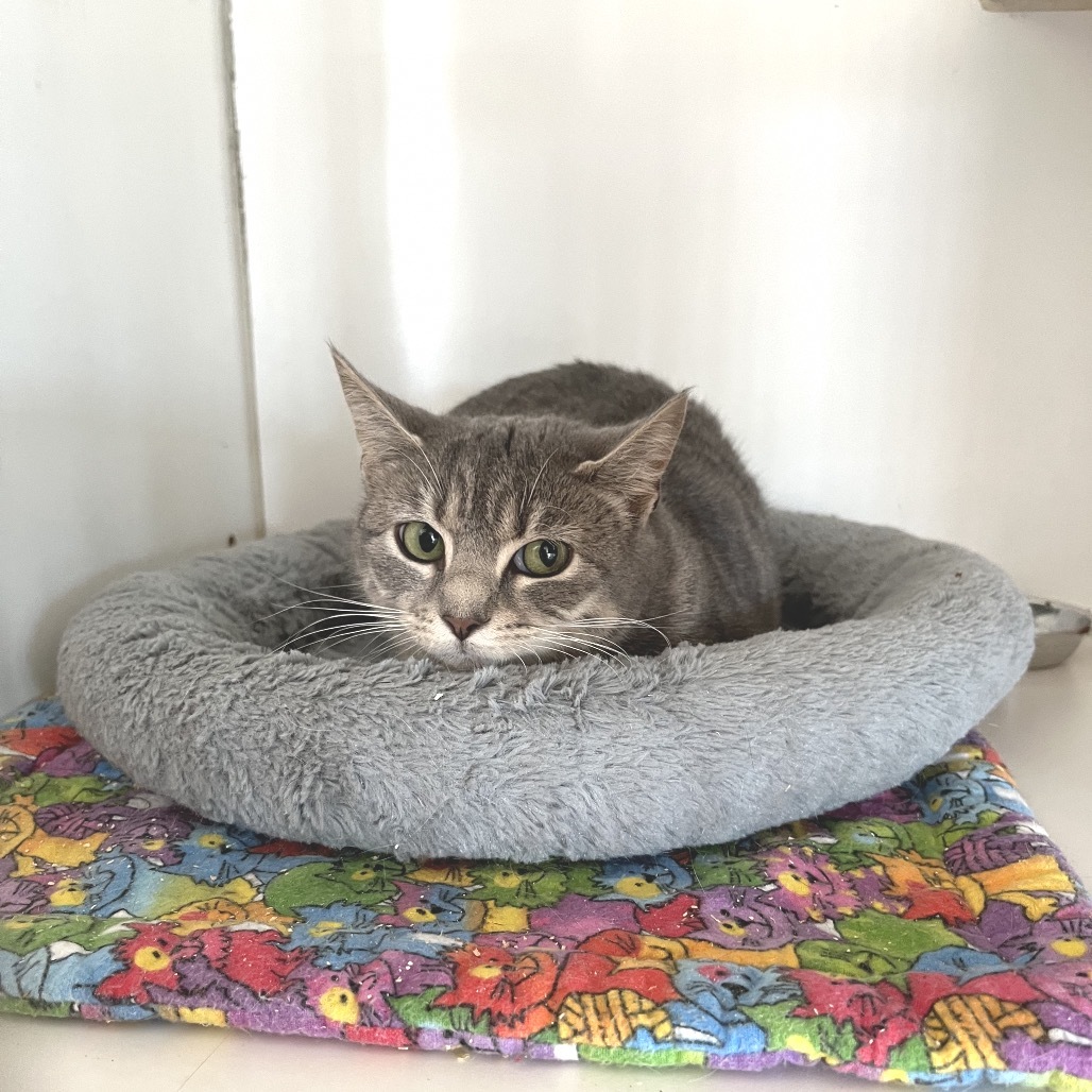 Big Grumpy Socks