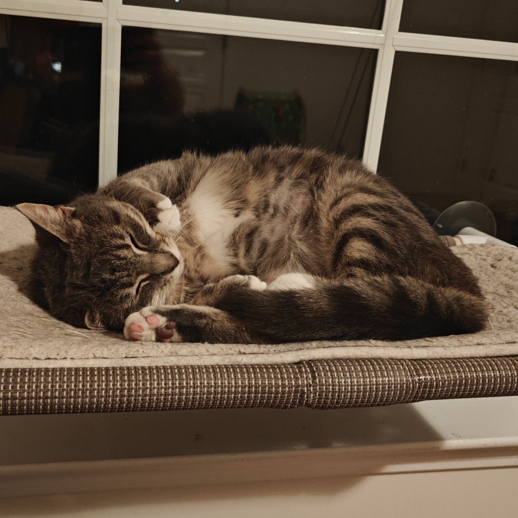 Big Grumpy Socks