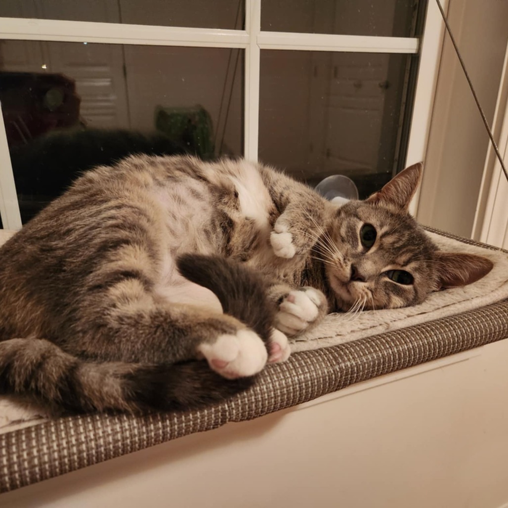 Big Grumpy Socks