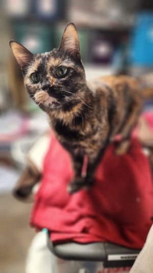 Daisy, Adult Female unknown