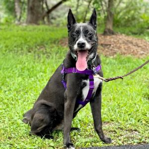 Daisy, Senior Female unknown