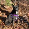 Daisy photo 2