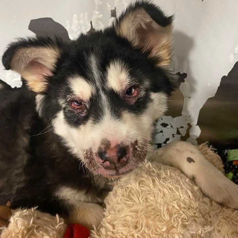 Katara - Adoption Pending, an adoptable Mixed Breed in Bismarck, ND, 58507 | Photo Image 1