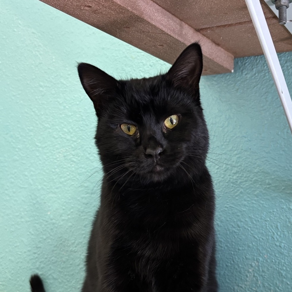 Myly, an adoptable Domestic Short Hair in Fresno, CA, 93726 | Photo Image 1