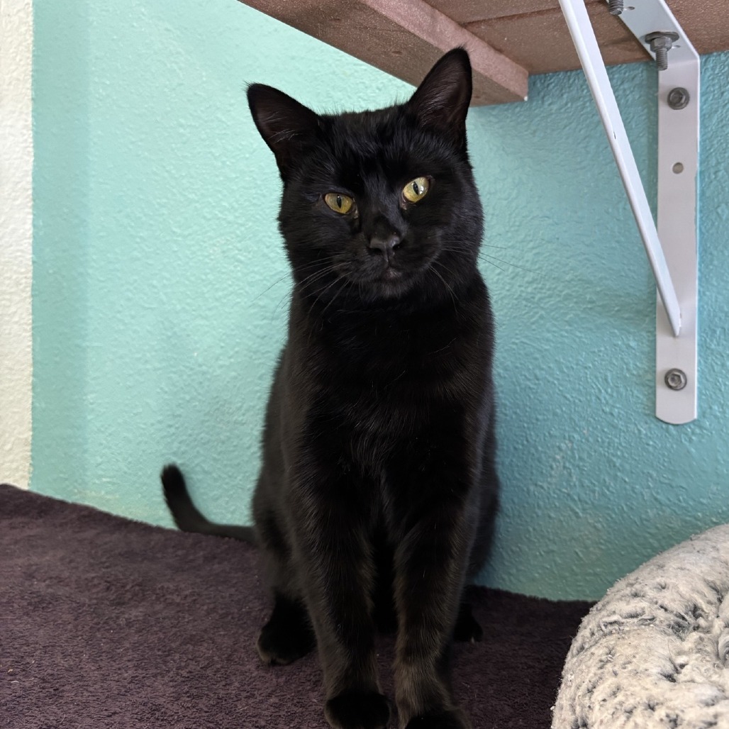 Myly, an adoptable Domestic Short Hair in Fresno, CA, 93726 | Photo Image 2
