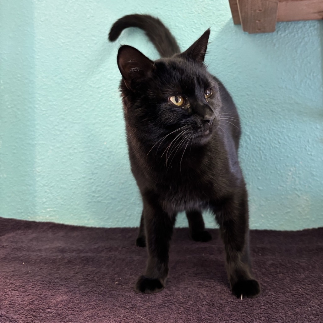 Myly, an adoptable Domestic Short Hair in Fresno, CA, 93726 | Photo Image 3