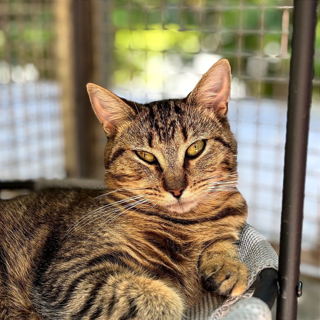 Rogue, an adoptable Domestic Short Hair in Fresno, CA, 93726 | Photo Image 1