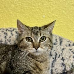 Rogue, an adoptable Domestic Short Hair in Fresno, CA, 93726 | Photo Image 2