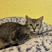 Rogue, an adoptable Domestic Short Hair in Fresno, CA, 93726 | Photo Image 3
