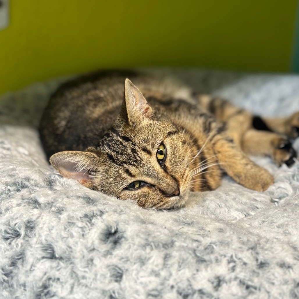 Rogue, an adoptable Domestic Short Hair in Fresno, CA, 93726 | Photo Image 4