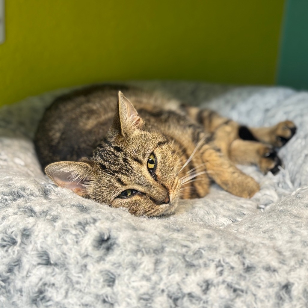 Rogue, an adoptable Domestic Short Hair in Fresno, CA, 93726 | Photo Image 5